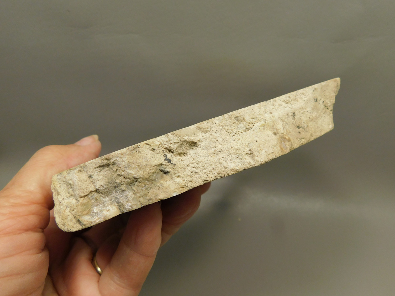 Petrified Wood RARE Polished Round Slab California #OCa2