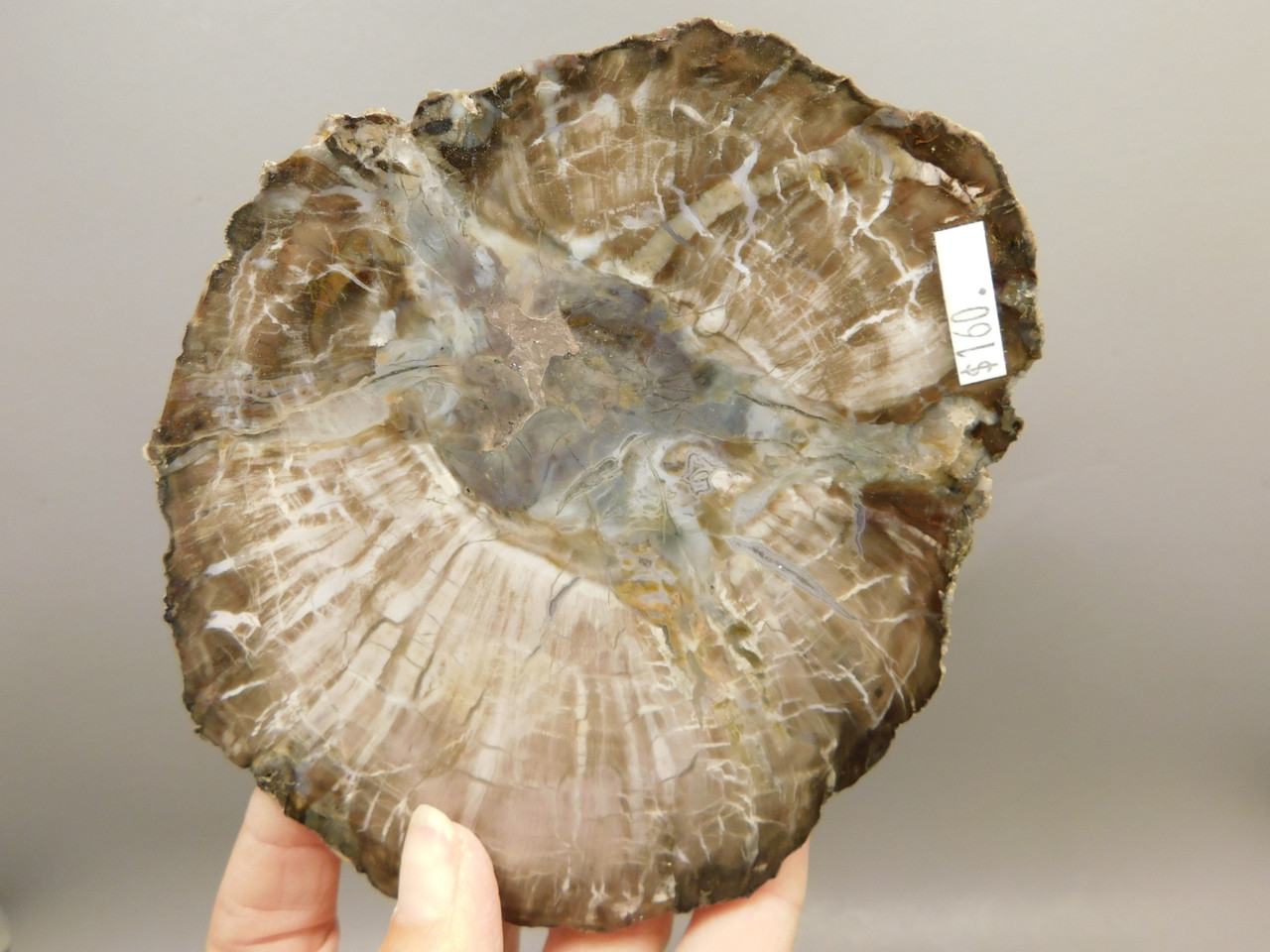 Petrified Wood Woodworthia Polished Round Slab Arizona #O2123-26