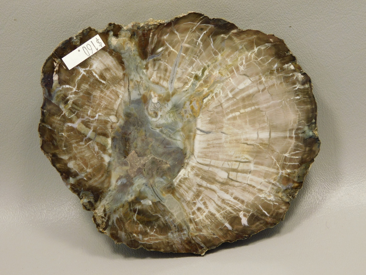 Petrified Wood Woodworthia Polished Round Slab Arizona #O2123-26