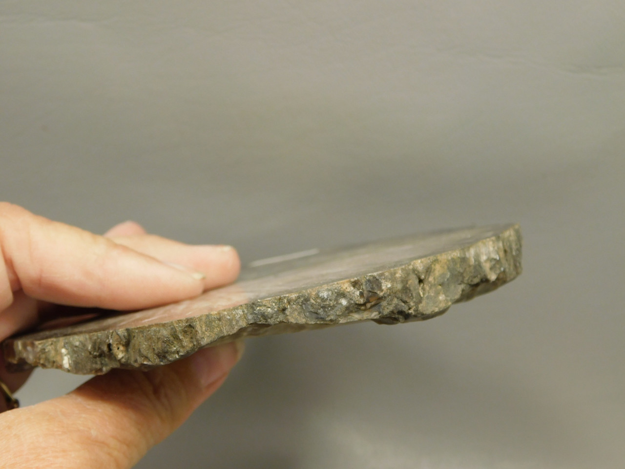 Petrified Wood Woodworthia Polished Round Slab Arizona #O2123-26