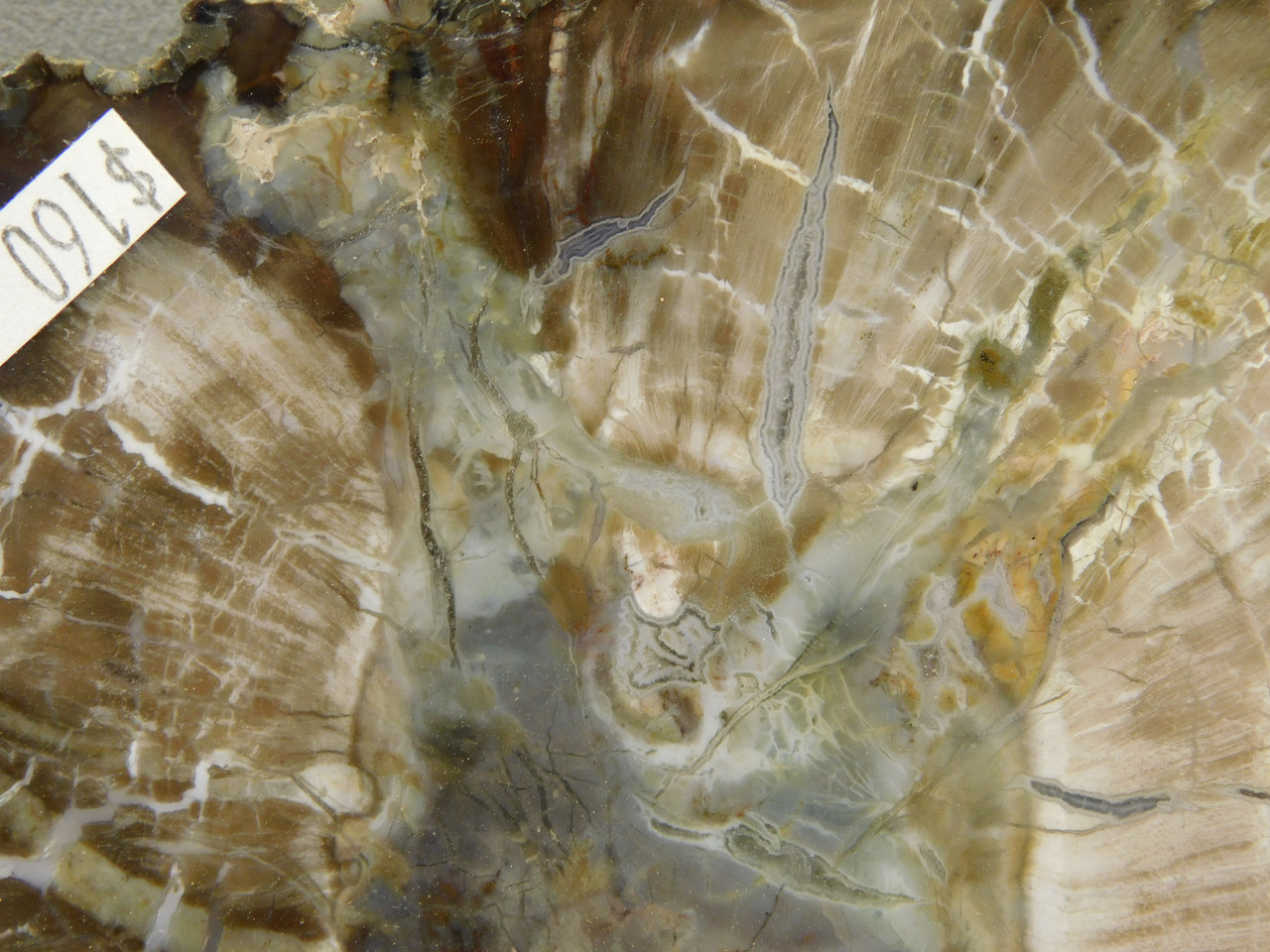 Petrified Wood Woodworthia Polished Round Slab Arizona #O2123-26