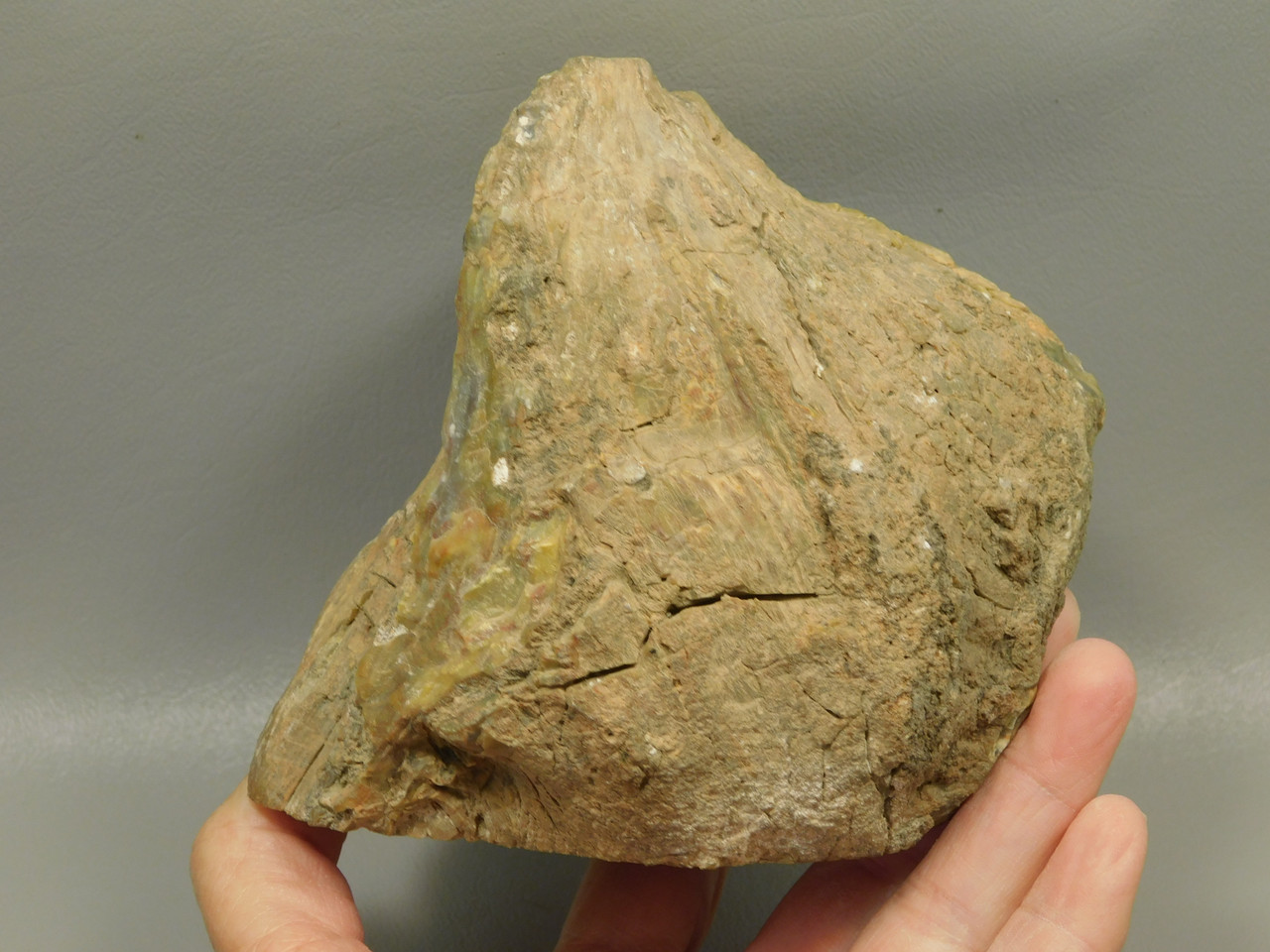 Petrified Wood Polished Fossilized Henry Mountain Utah #O188-1