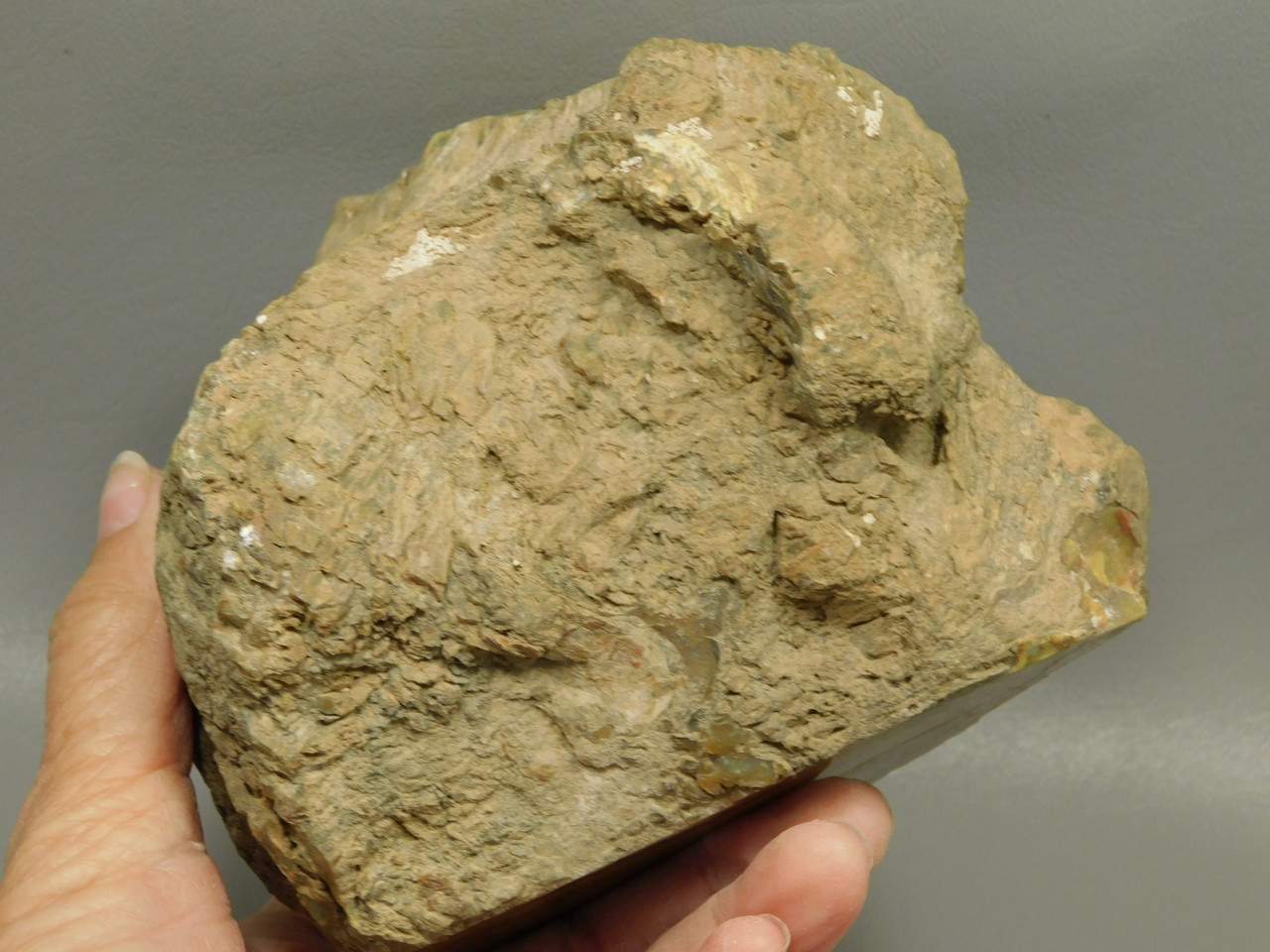 Petrified Wood Polished Fossilized Henry Mountain Utah #O188-1