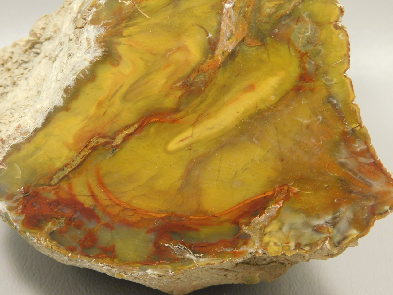 Petrified Wood Polished Fossilized Henry Mountain Utah #O188-1