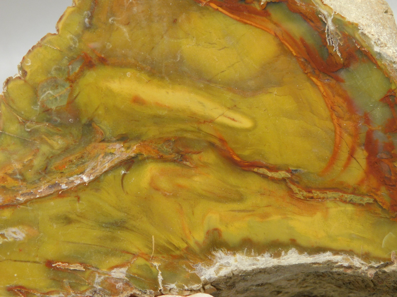 Petrified Wood Polished Fossilized Henry Mountain Utah #O188-1
