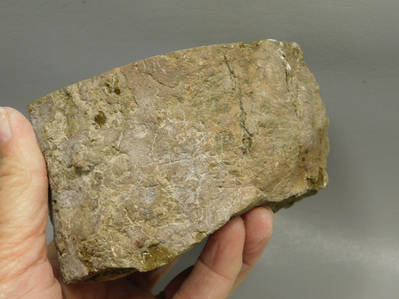 Petrified Wood Polished Round Stump Escalante Utah #O140-1