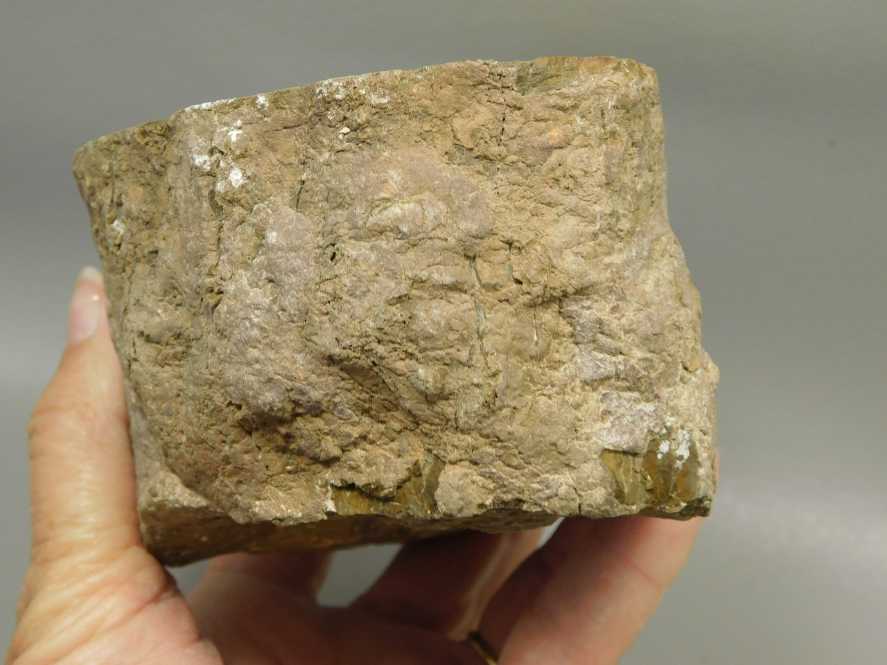 Petrified Wood Polished Round Stump Escalante Utah #O140-1