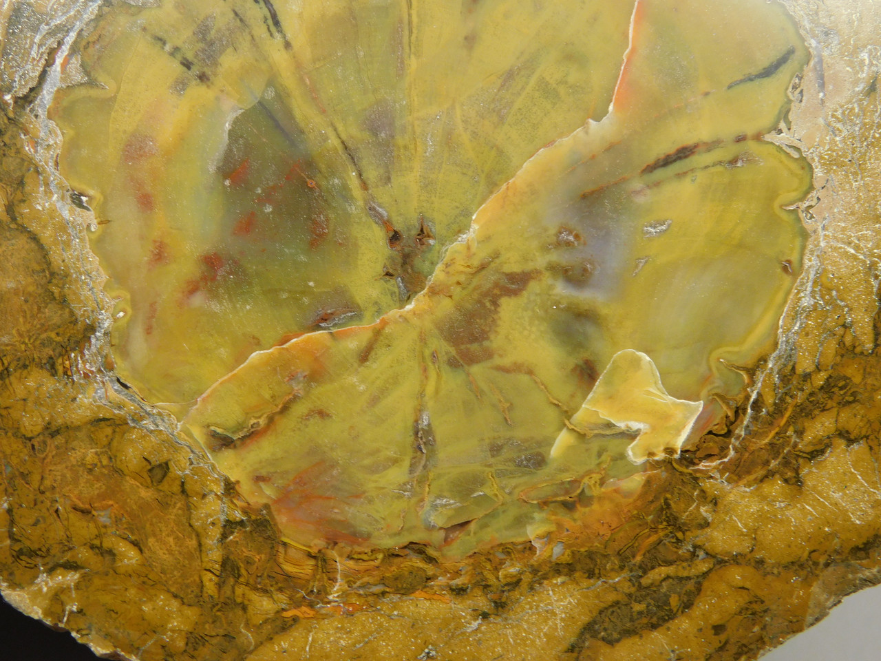 Petrified Wood Polished Round Stump Escalante Utah #O140-1