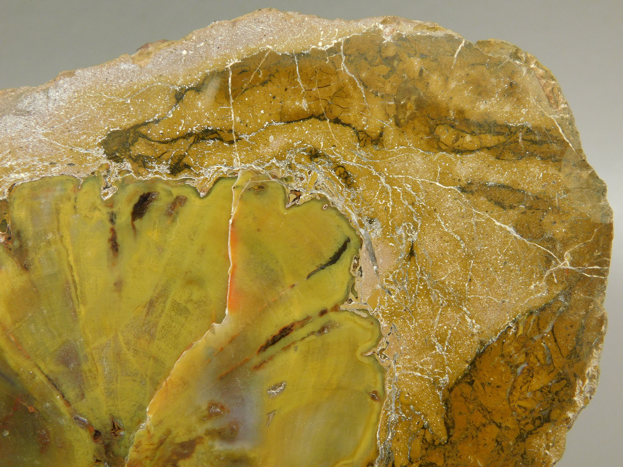 Petrified Wood Polished Round Stump Escalante Utah #O140-1