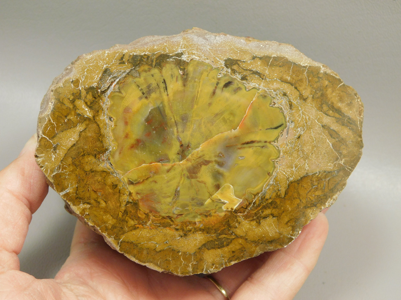 Petrified Wood Polished Round Stump Escalante Utah #O140-1