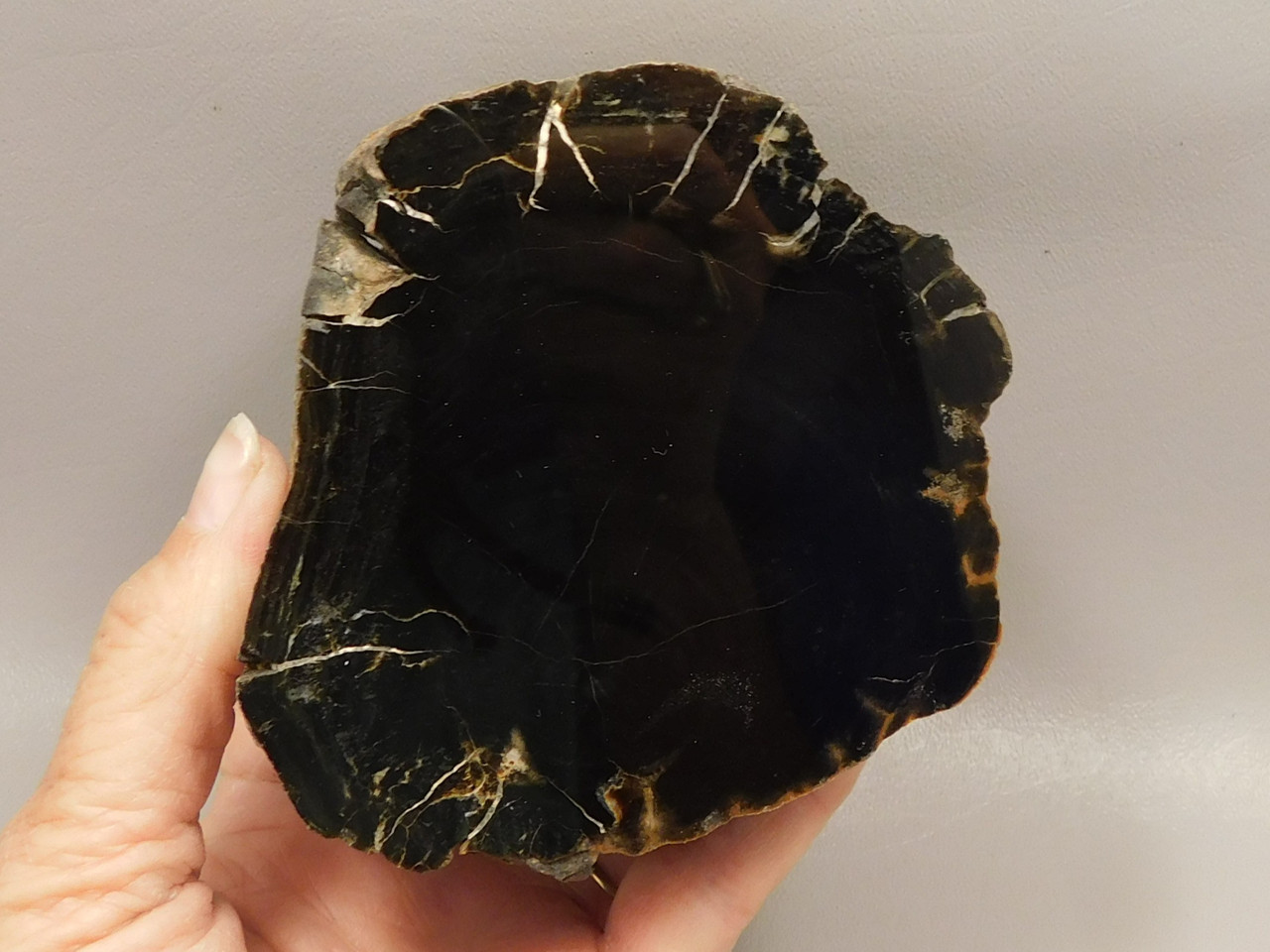 Petrified Wood Polished Round Stump Circle Cliffs Utah #O141-1