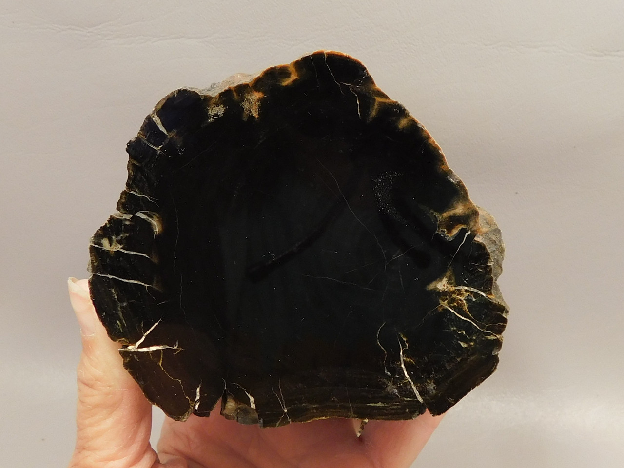 Petrified Wood Polished Round Stump Circle Cliffs Utah #O141-1