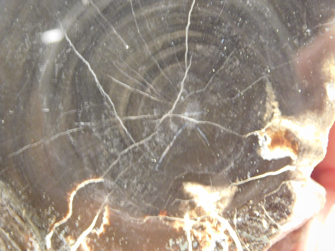 Petrified Wood Polished Round Stump Circle Cliffs Utah #O141-1