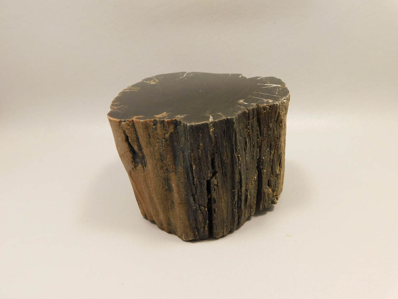 Petrified Wood Polished Round Stump Circle Cliffs Utah #O141-1