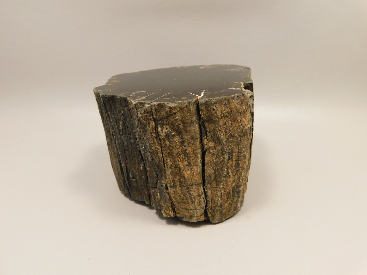 Petrified Wood Polished Round Stump Circle Cliffs Utah #O141-1