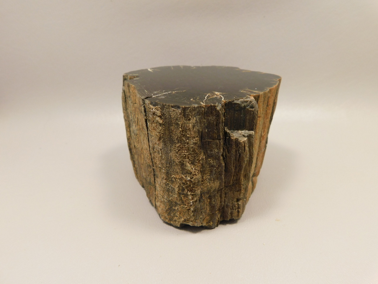 Petrified Wood Polished Round Stump Circle Cliffs Utah #O141-1
