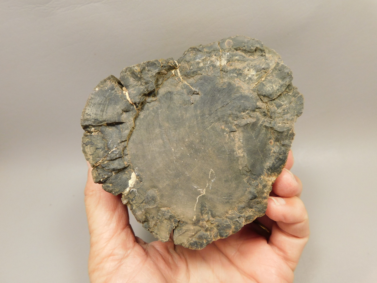 Petrified Wood Polished Round Stump Circle Cliffs Utah #O141-10
