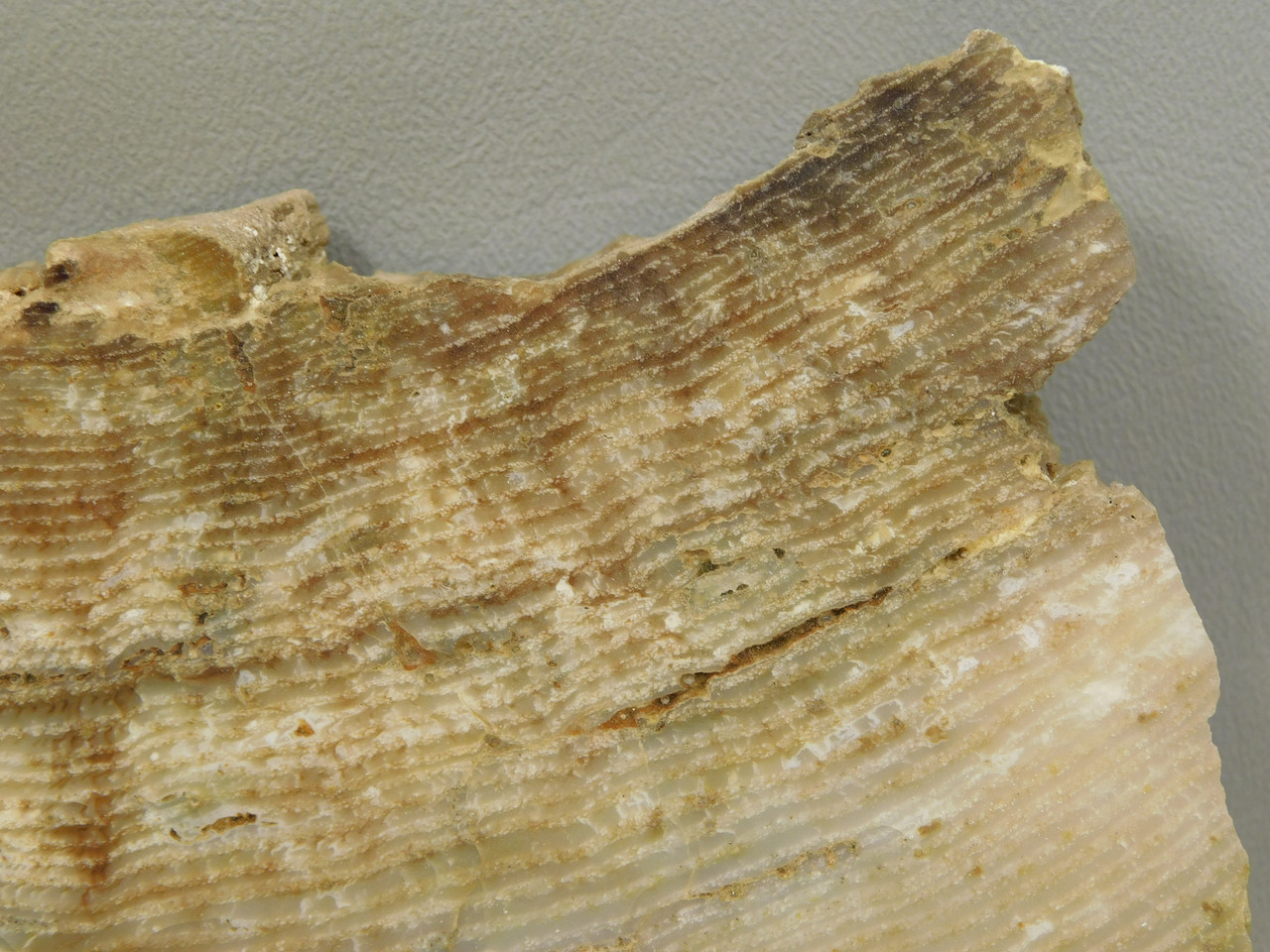 Petrified Wood Polished Chunk Yakima Canyon, WA #O134-1