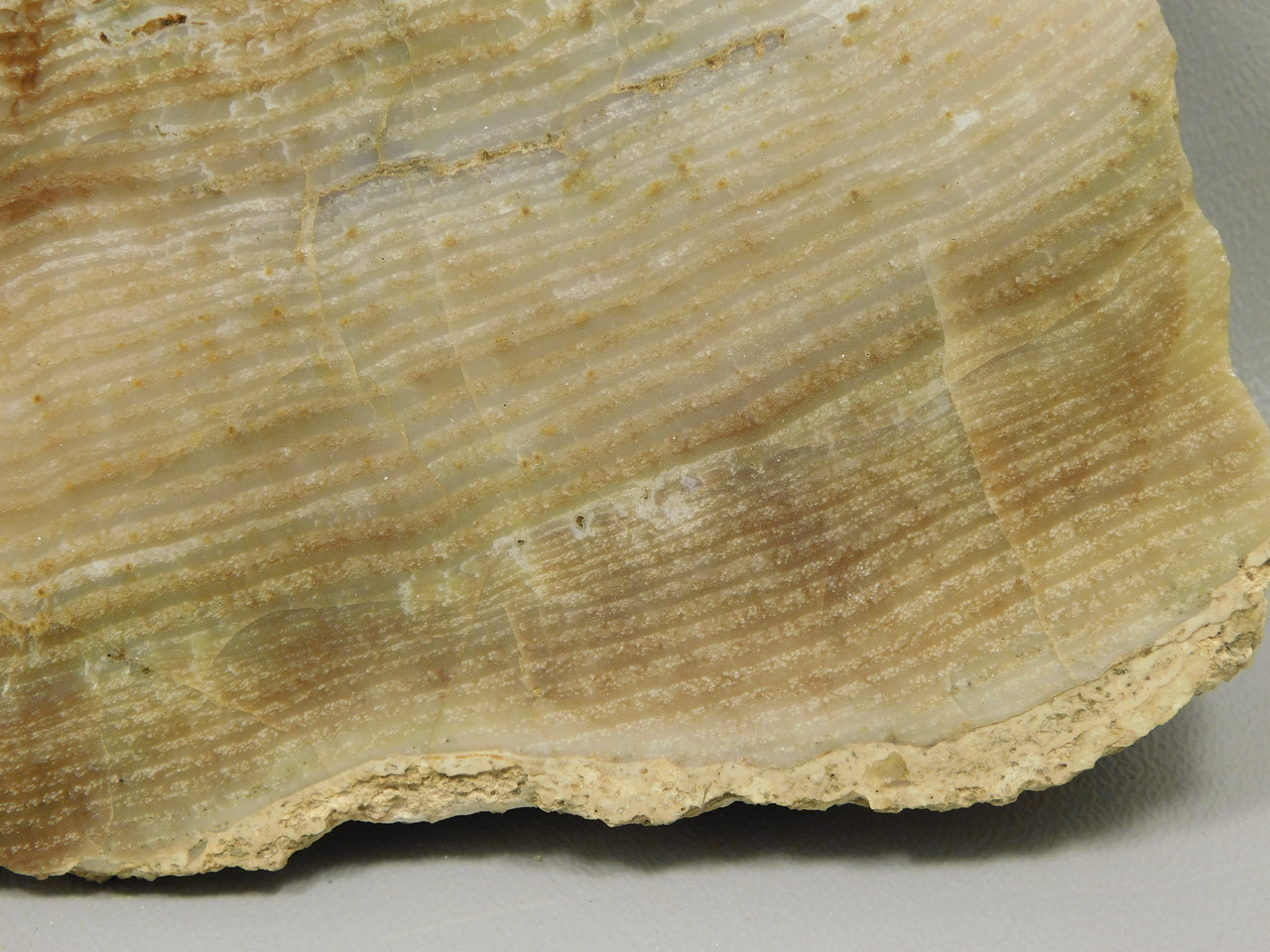 Petrified Wood Polished Chunk Yakima Canyon, WA #O134-1