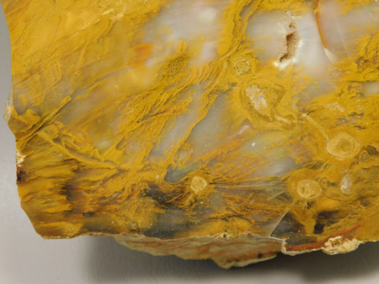 Petrified Wood Polished Piece Rock Grassy Mountain Oregon #O103