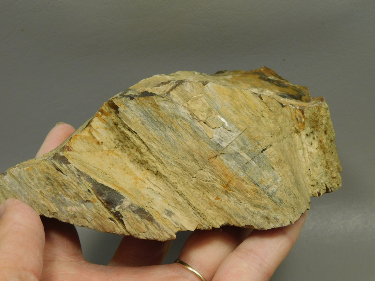 Petrified Wood Polished Piece Rock Grassy Mountain Oregon #O103