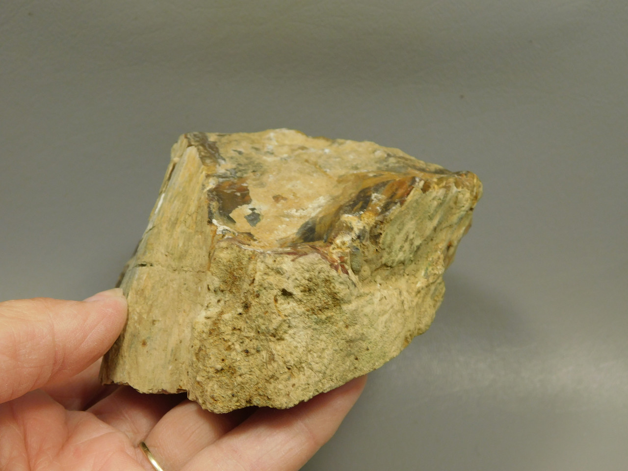 Petrified Wood Polished Piece Rock Grassy Mountain Oregon #O103