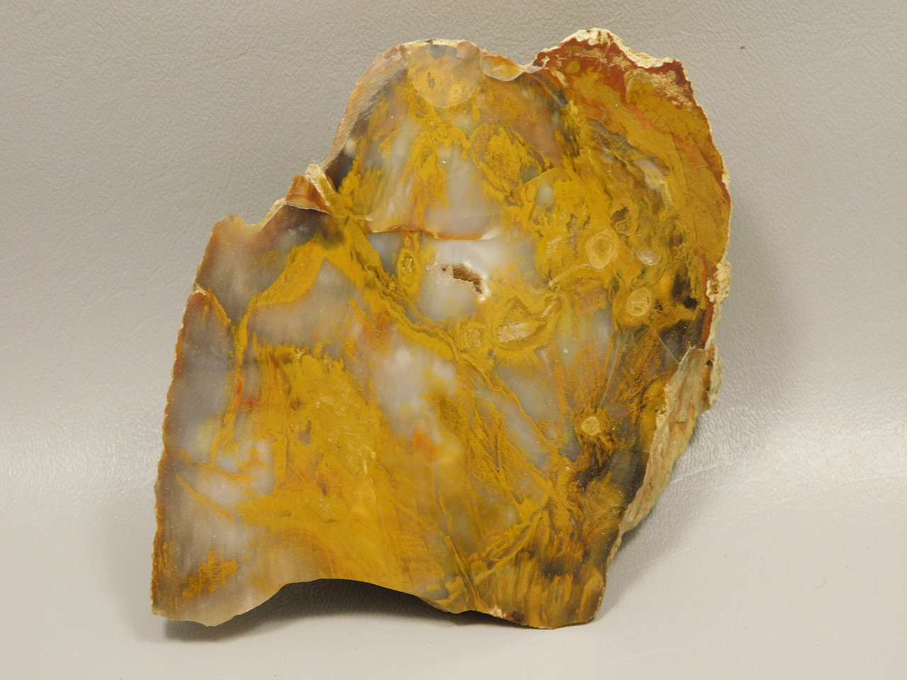 Petrified Wood Polished Piece Rock Grassy Mountain Oregon #O103