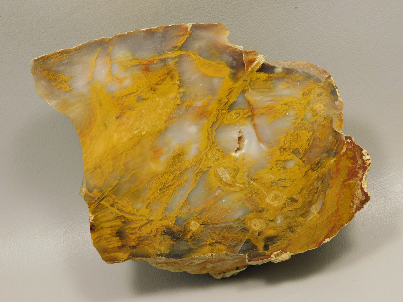 Petrified Wood Polished Piece Rock Grassy Mountain Oregon #O103