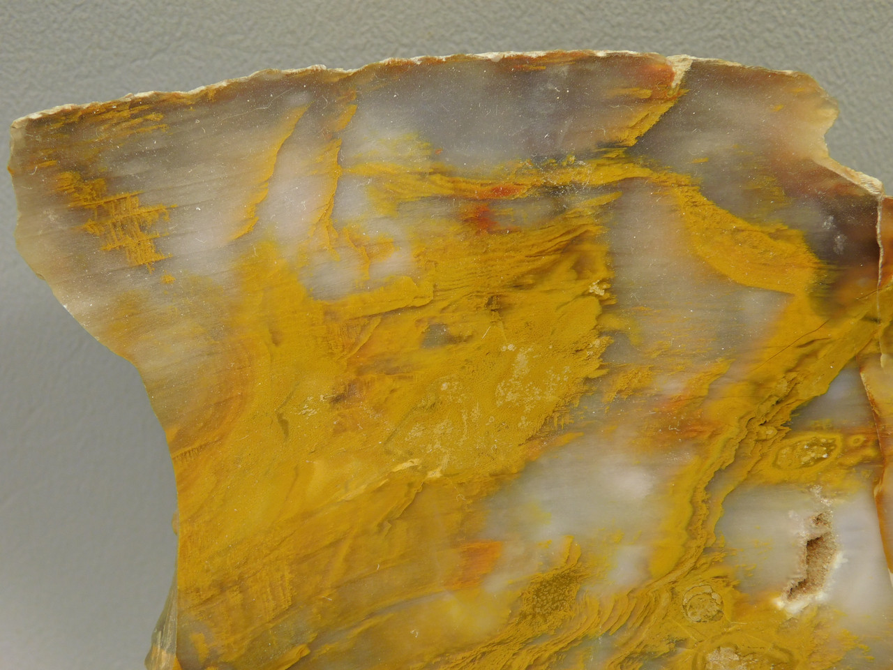 Petrified Wood Polished Piece Rock Grassy Mountain Oregon #O103