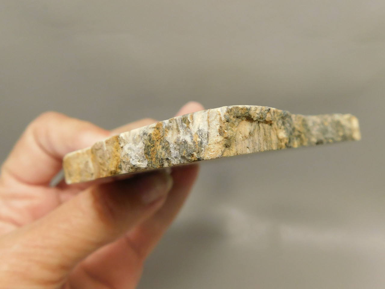 Petrified Wood Polished Round Yakima Canyon, WA #O134-2