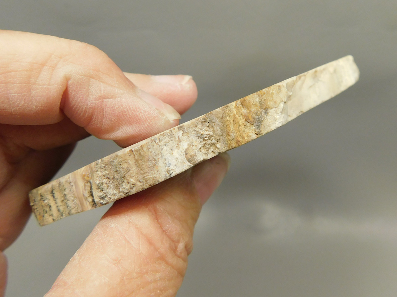 Petrified Wood Polished Round Yakima Canyon, WA #O134-2