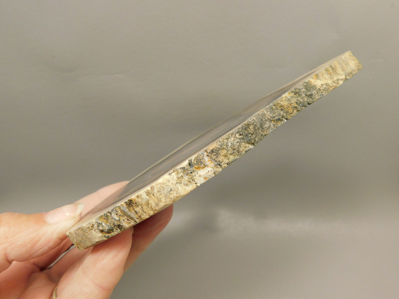 Petrified Wood Polished Round Yakima Canyon, WA #O134-2