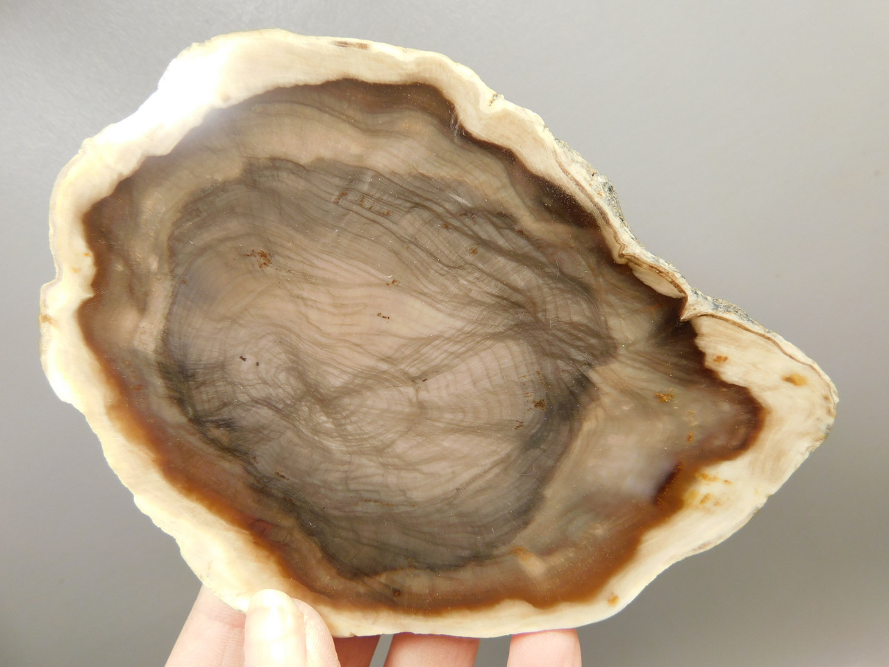 Petrified Wood Polished Round Yakima Canyon, WA #O134-2