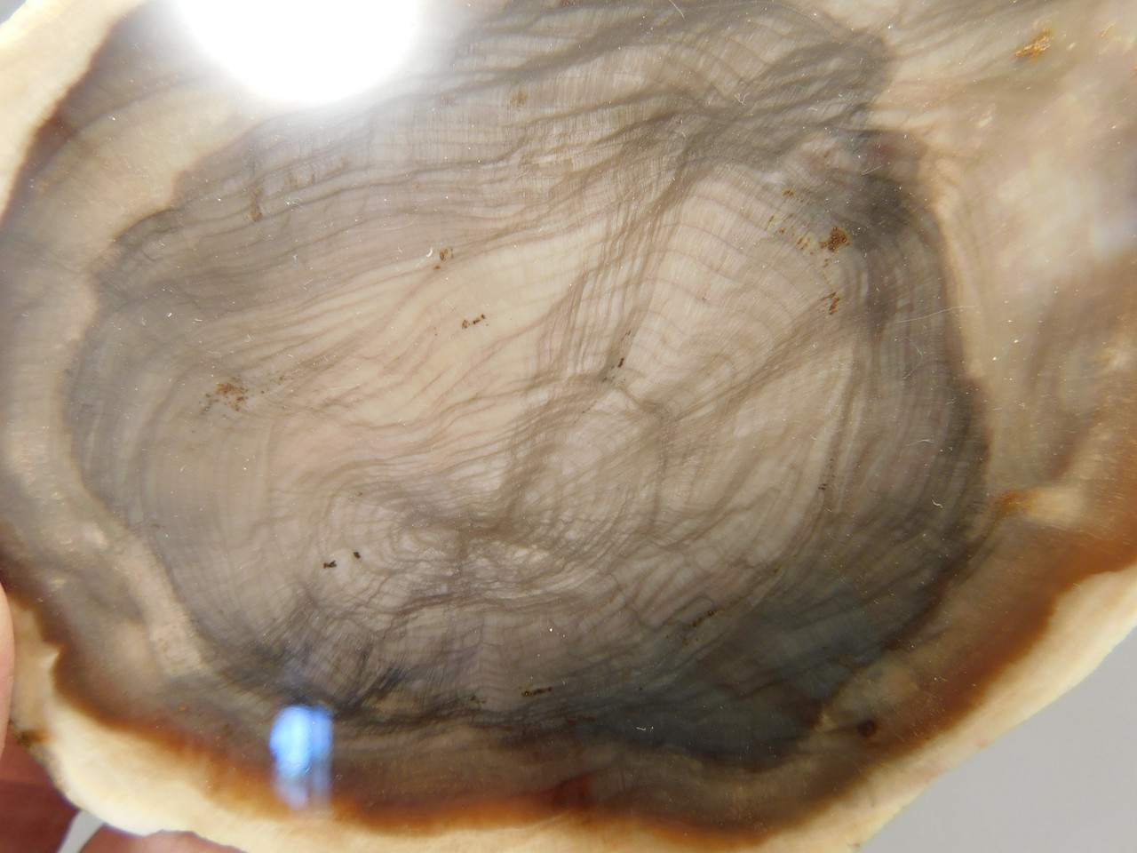 Petrified Wood Polished Round Yakima Canyon, WA #O134-2