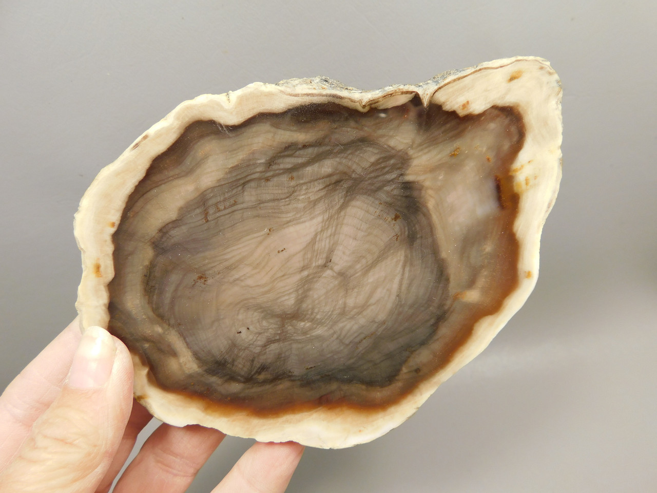 Petrified Wood Polished Round Yakima Canyon, WA #O134-2