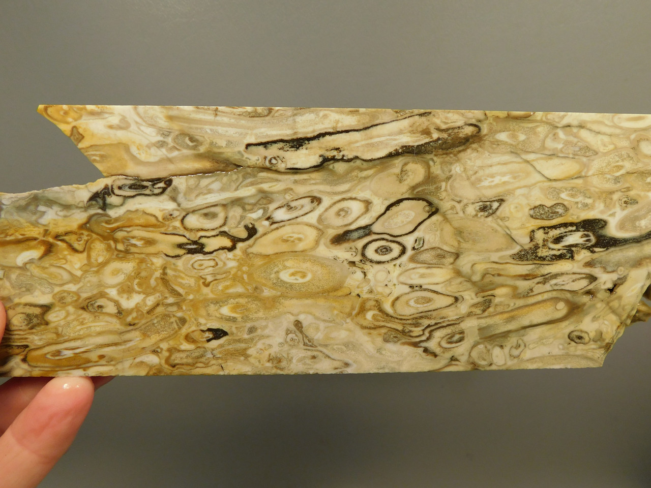 Petrified Palm Root Wood Unpolished Stone Slab Edison California #O1