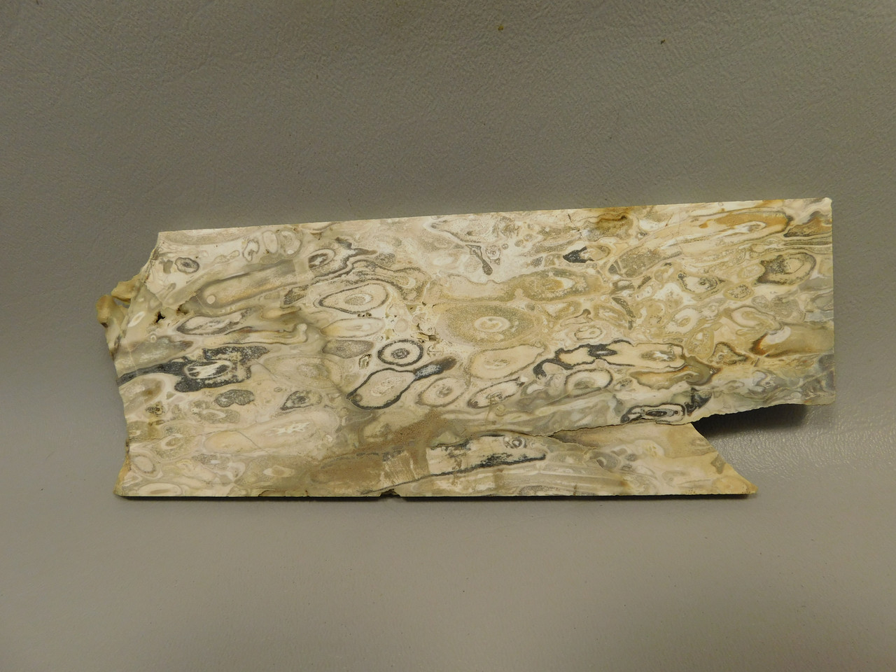 Petrified Palm Root Wood Unpolished Stone Slab Edison California #O1