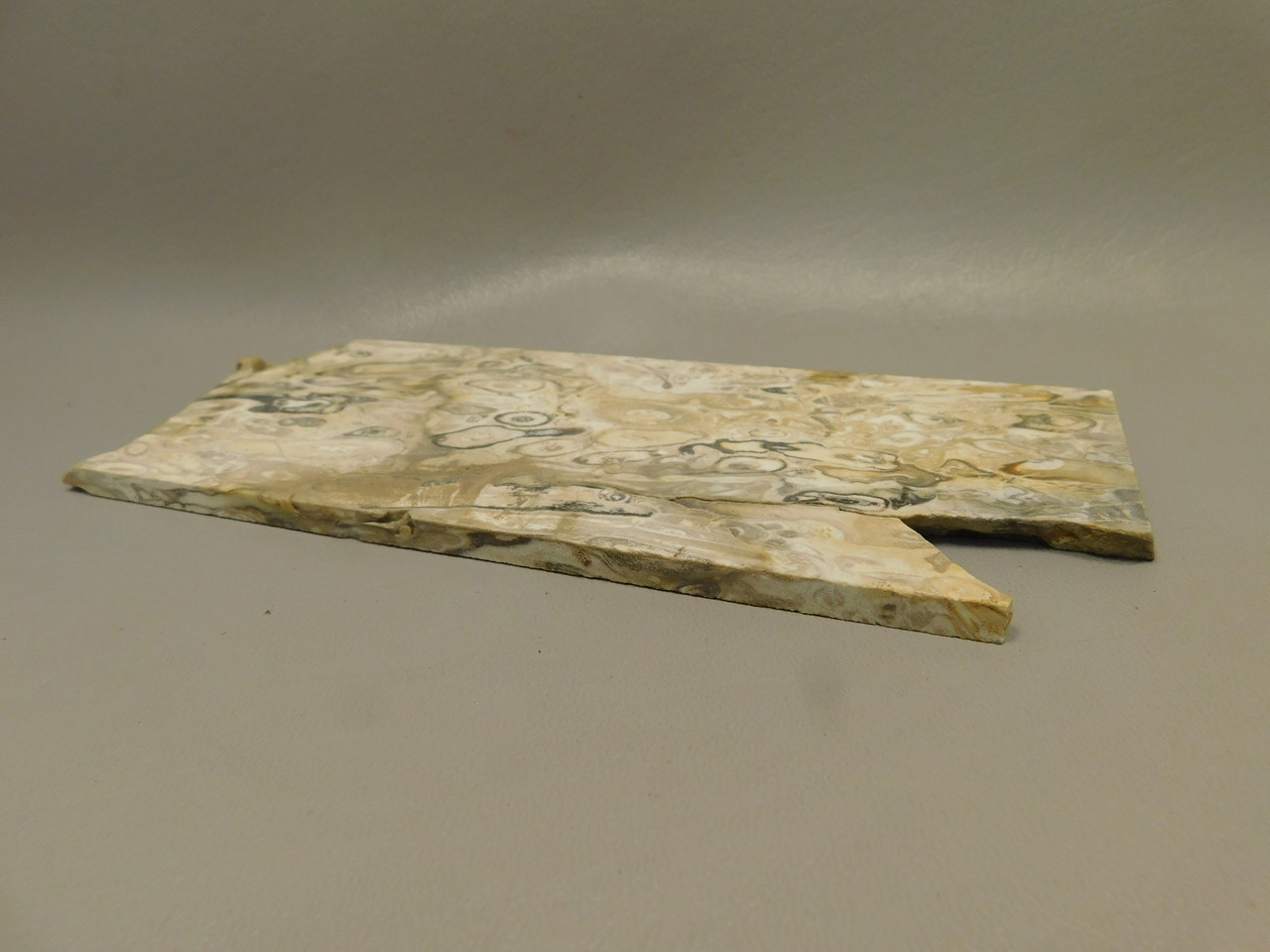 Petrified Palm Root Wood Unpolished Stone Slab Edison California #O1