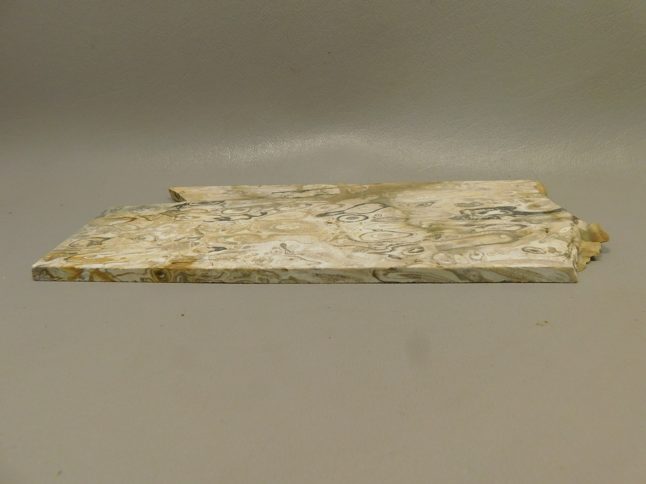 Petrified Palm Root Wood Unpolished Stone Slab Edison California #O1