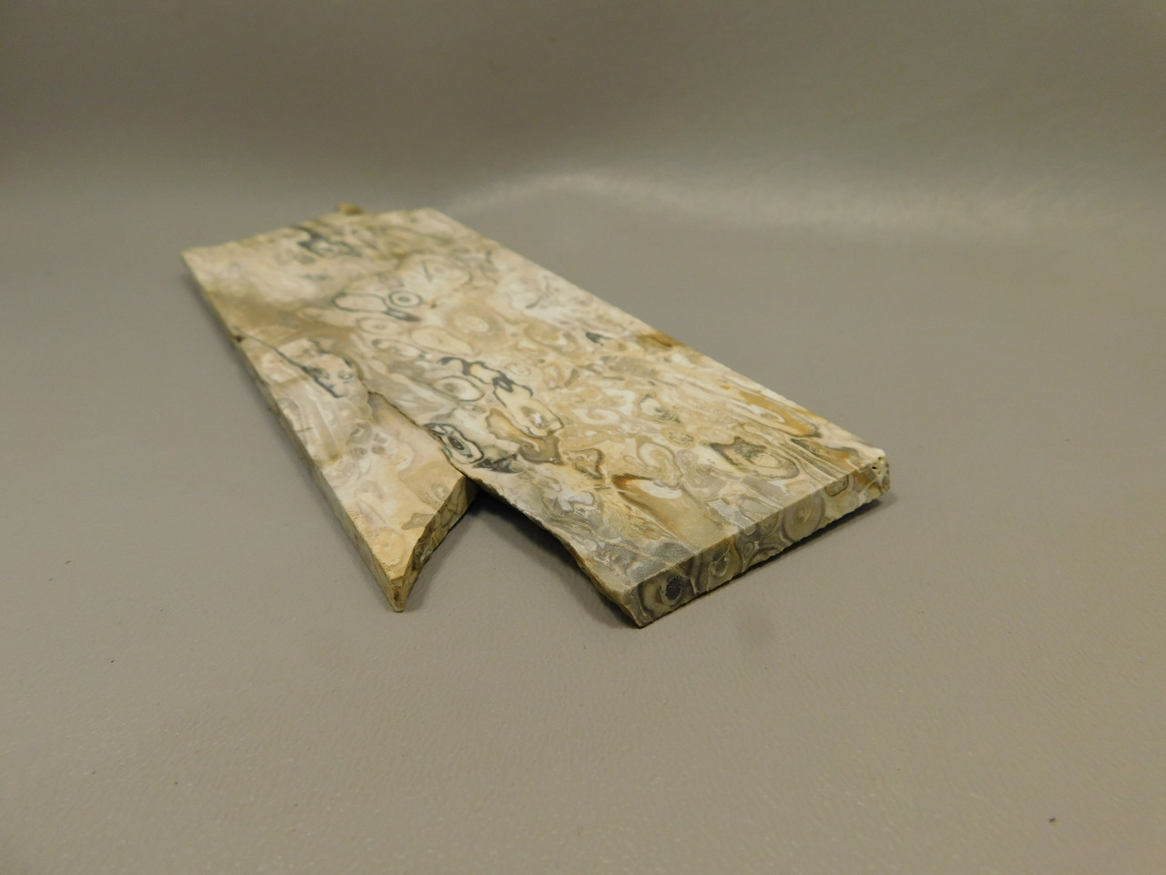 Petrified Palm Root Wood Unpolished Stone Slab Edison California #O1