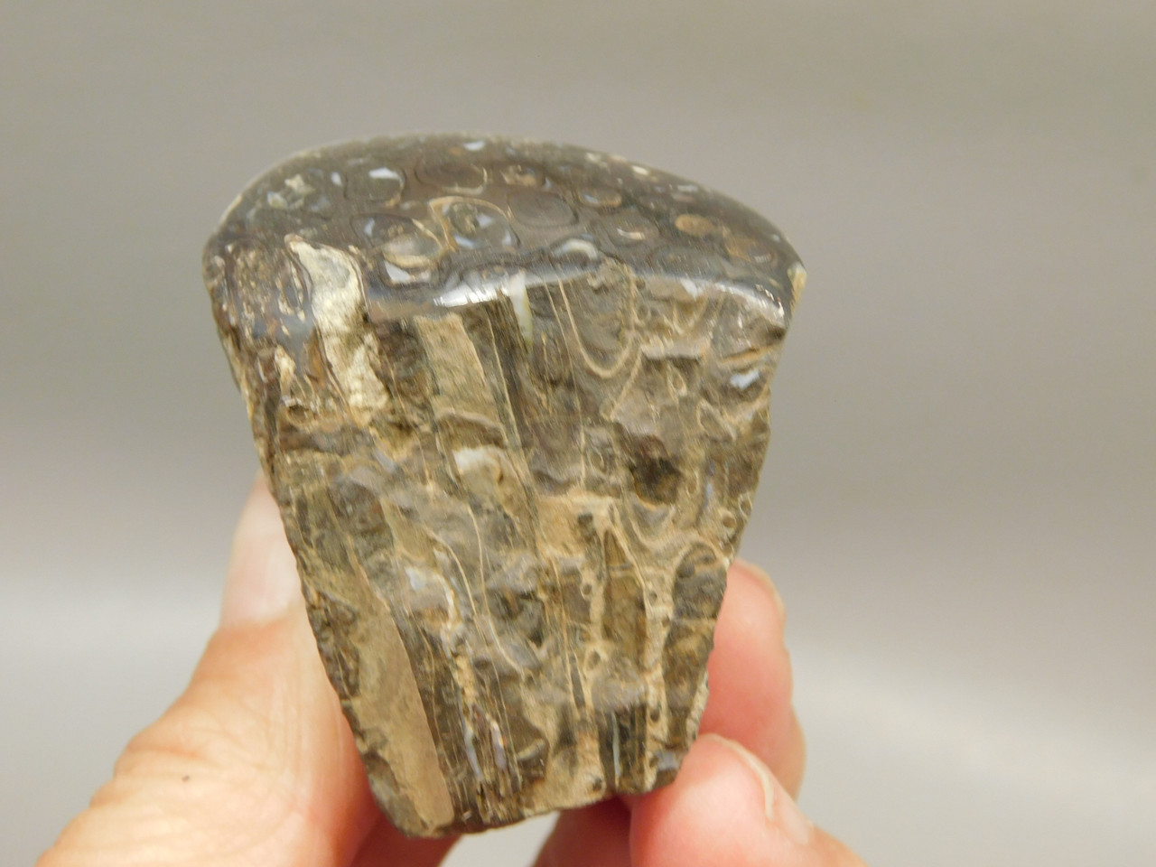 Petrified Wood Paleosmunda  Polished Rock Australia Fossil Fern #O22