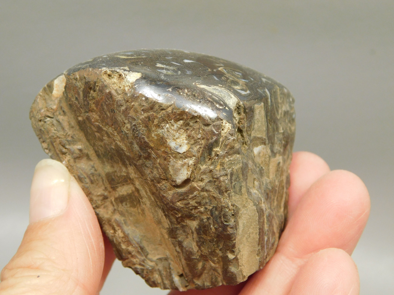 Petrified Wood Paleosmunda  Polished Rock Australia Fossil Fern #O22