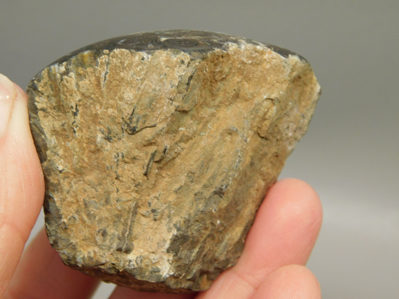 Petrified Wood Paleosmunda  Polished Rock Australia Fossil Fern #O22