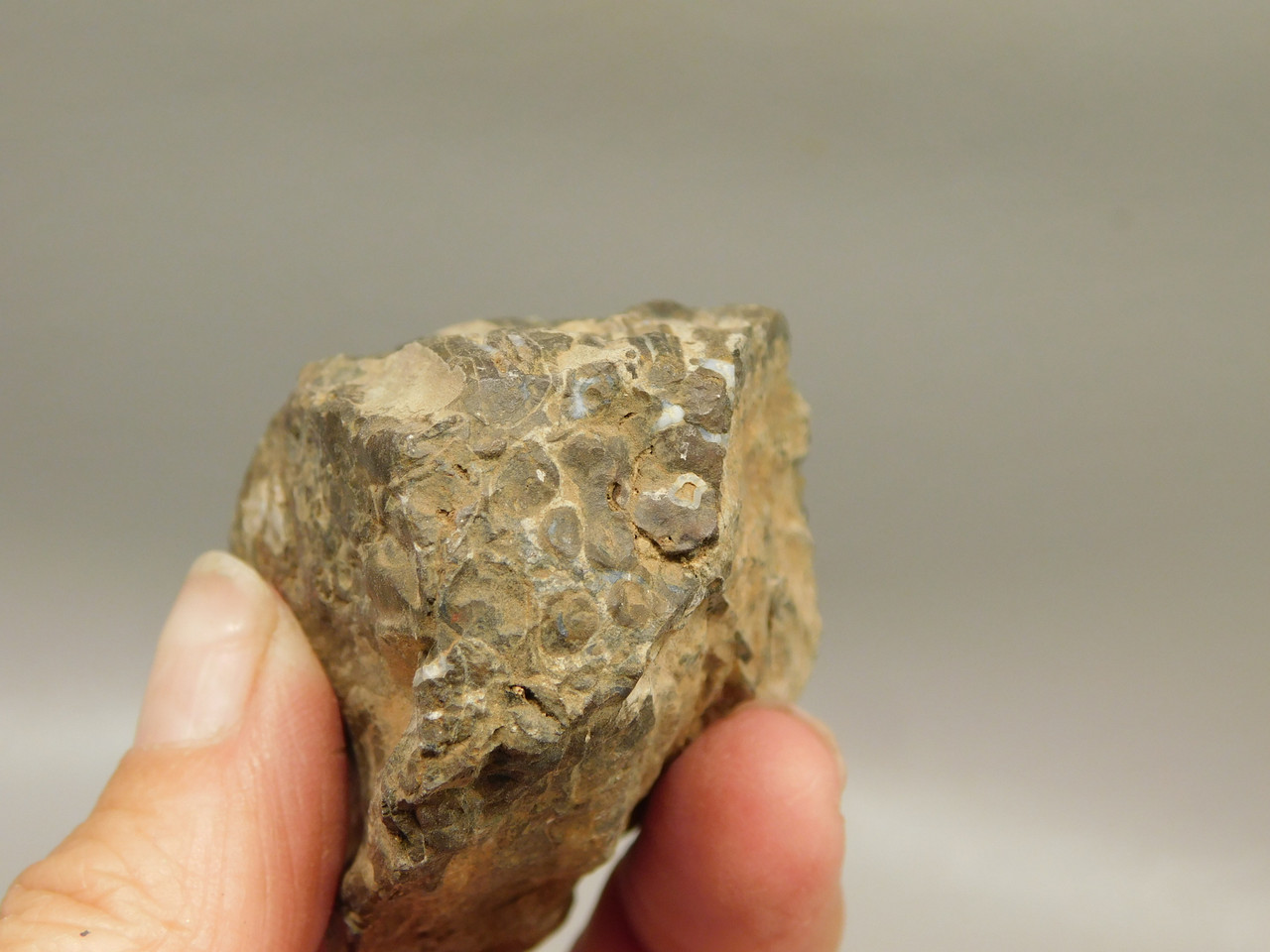 Petrified Wood Paleosmunda  Polished Rock Australia Fossil Fern #O22