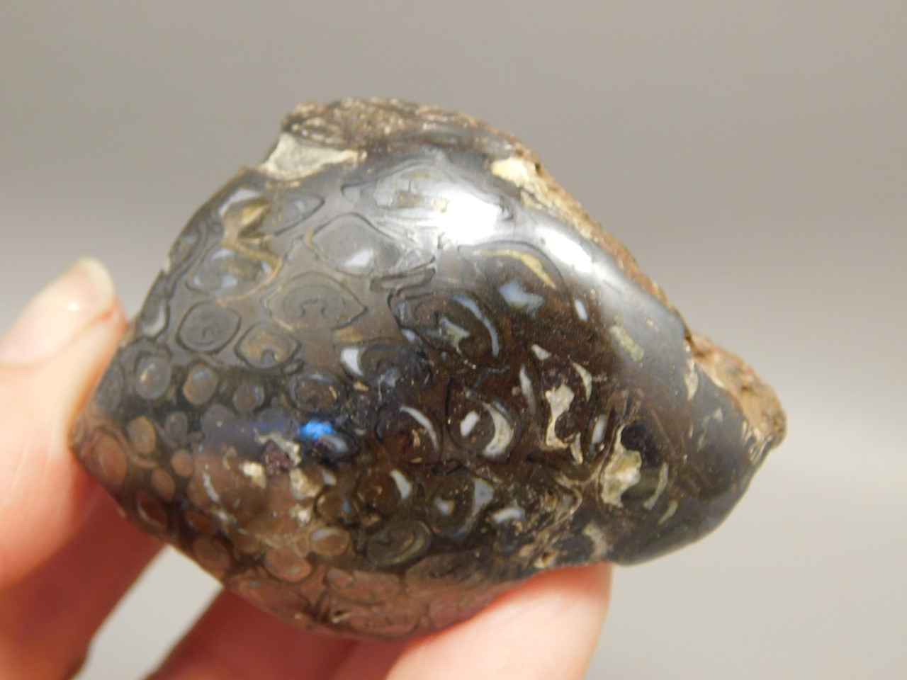 Petrified Wood Paleosmunda  Polished Rock Australia Fossil Fern #O22