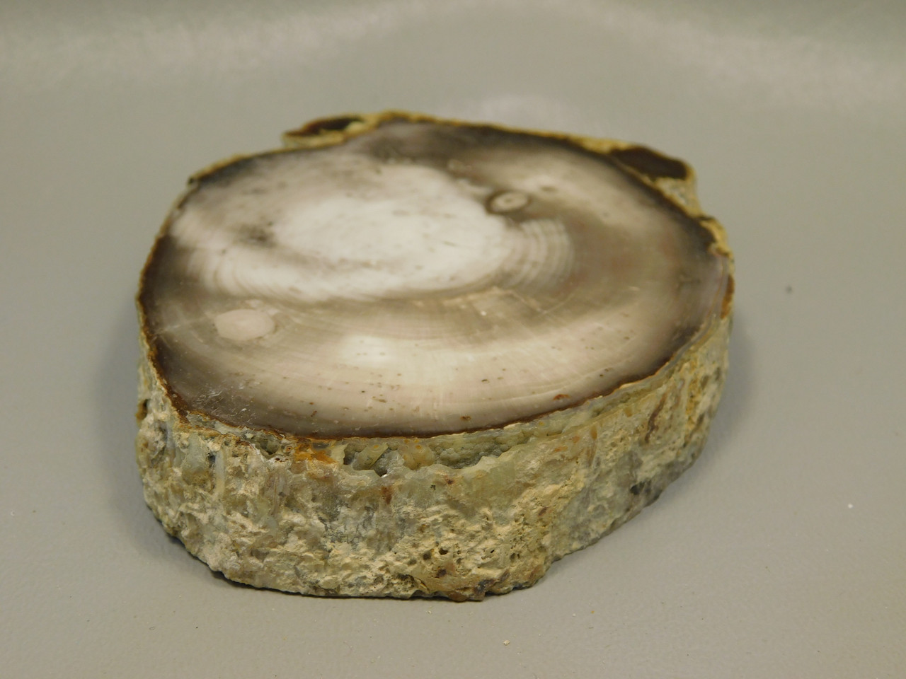 Petrified Wood Polished Round with Insect Borings Yakima, WA #O134-58
