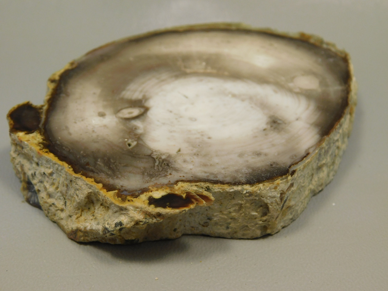 Petrified Wood Polished Round with Insect Borings Yakima, WA #O134-58