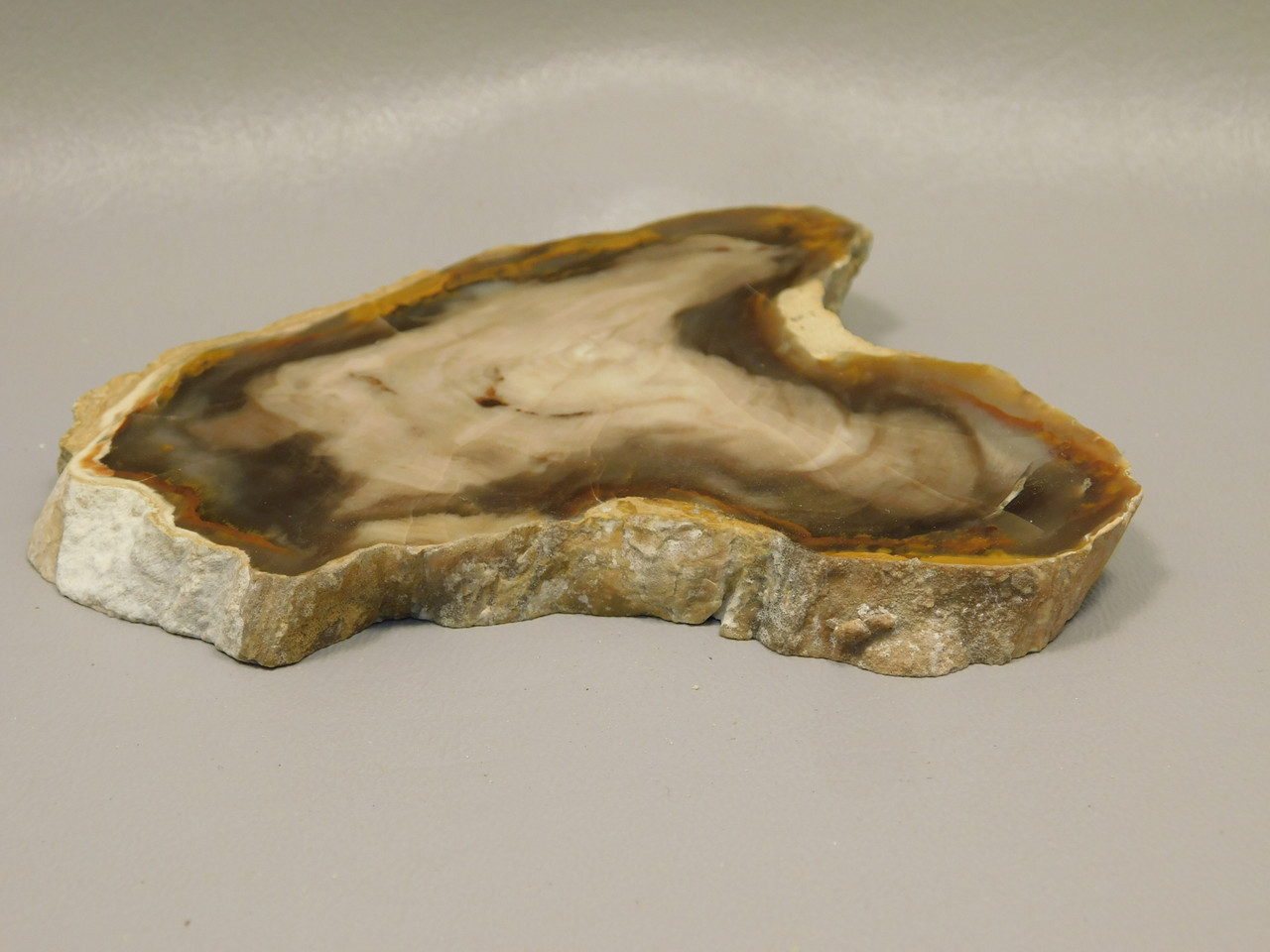Petrified Wood Polished Round Yakima Canyon, WA #O134-23