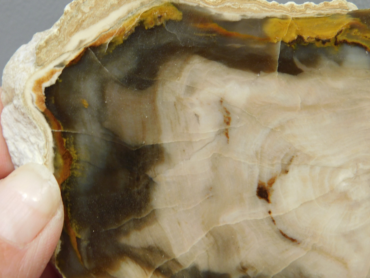 Petrified Wood Polished Round Yakima Canyon, WA #O134-23
