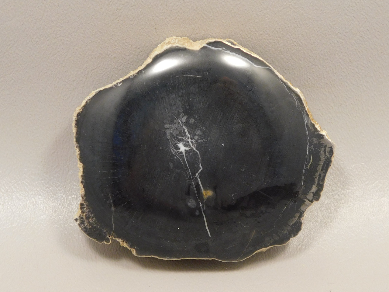 Petrified Wood Polished Round Rock  Circle Cliffs Utah #O141-2